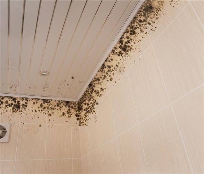 Mold growth by ceiling.